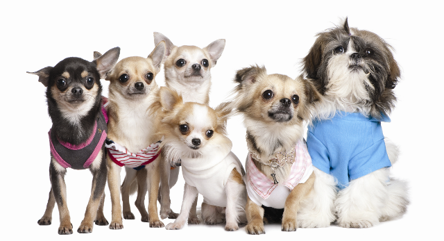 Image result for dog fashion show