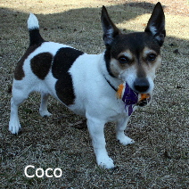 Coco